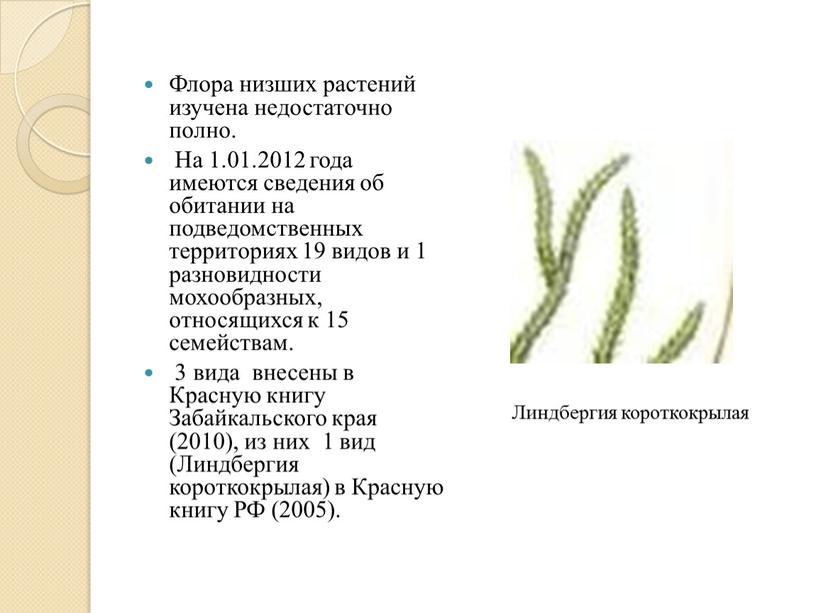 Флора низших растений изучена недостаточно полно