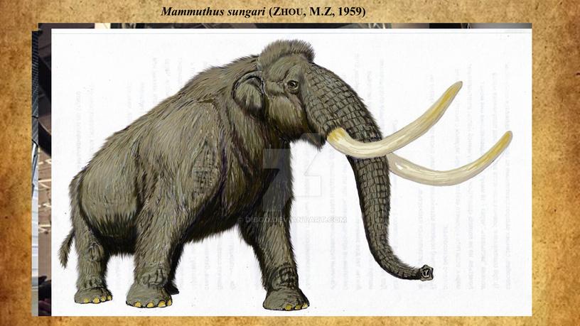 Mammuthus sungari (Zhou, M.Z, 1959)