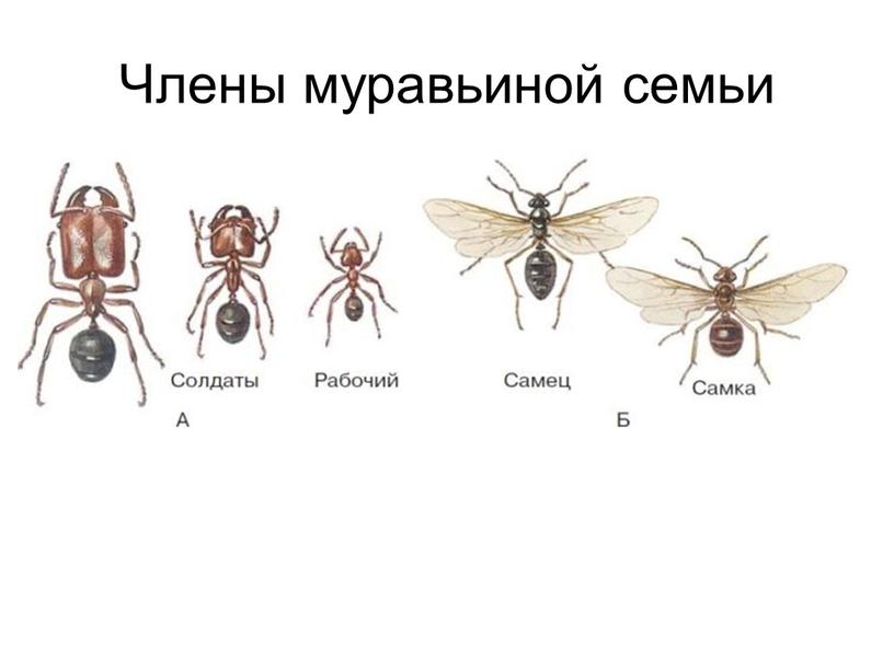 Члены муравьиной семьи