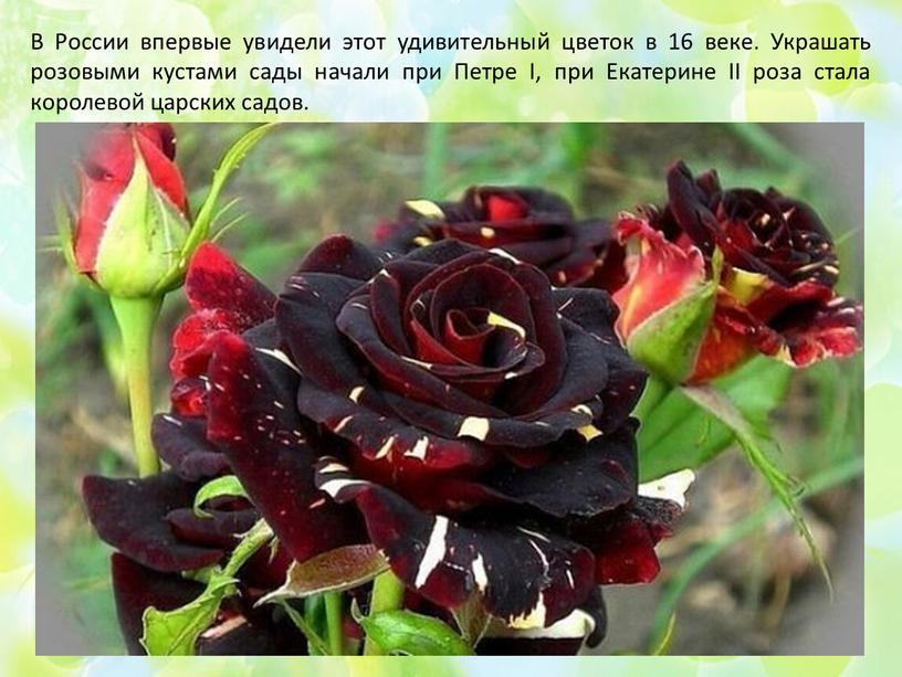 В России впервые увидели этот удивительный цветок в 16 веке