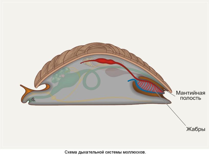 Презентация по теме "Моллюски"