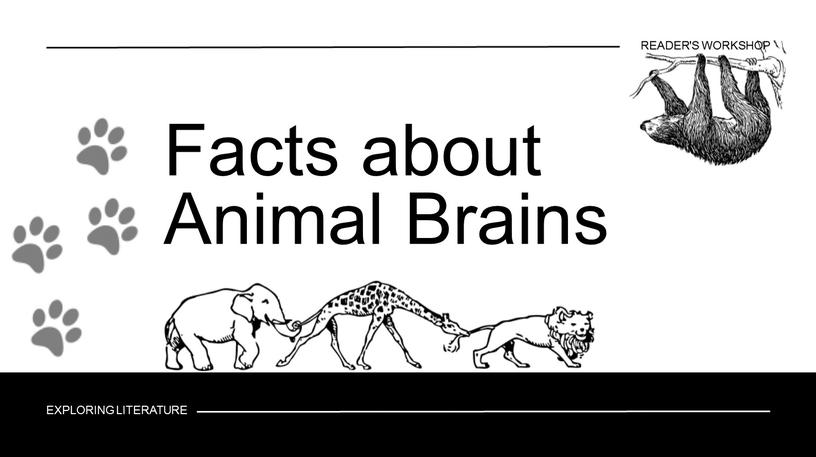 Facts about Animal Brains EXPLORING