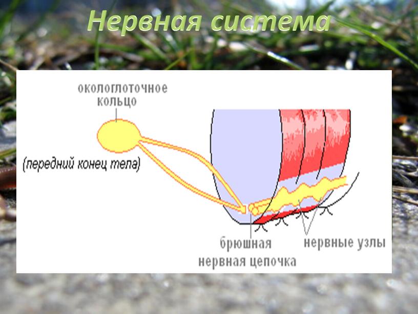 Нервная система В переднем членике червя находится окологлоточное кольцо – самое крупное скопление нервных клеток