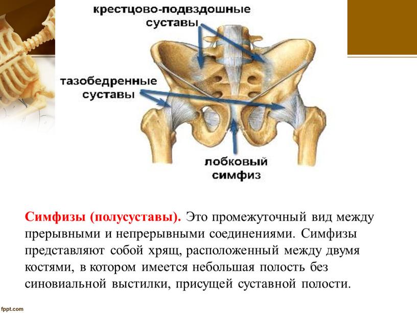 Симфизы (полусуставы). Это промежуточный вид между прерывными и непрерывными соединениями