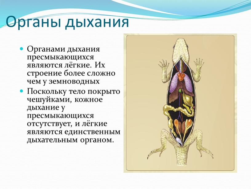 Органы дыхания Органами дыхания пресмыкающихся являются лёгкие