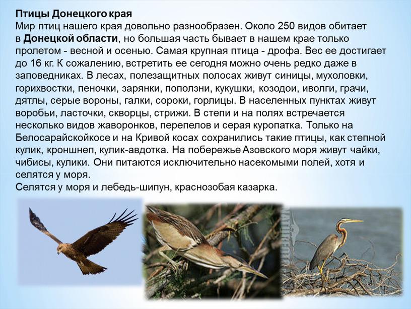 Птицы Донецкого края Мир птиц нашего края довольно разнообразен