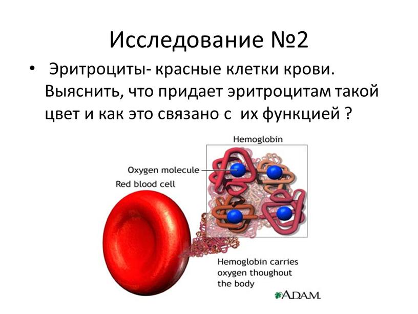 Исследование №2 Эритроциты- красные клетки крови