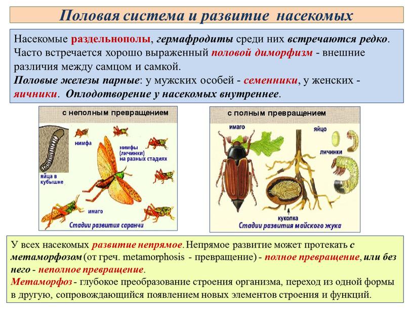 Половая система и развитие насекомых