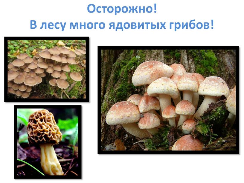 Осторожно! В лесу много ядовитых грибов!