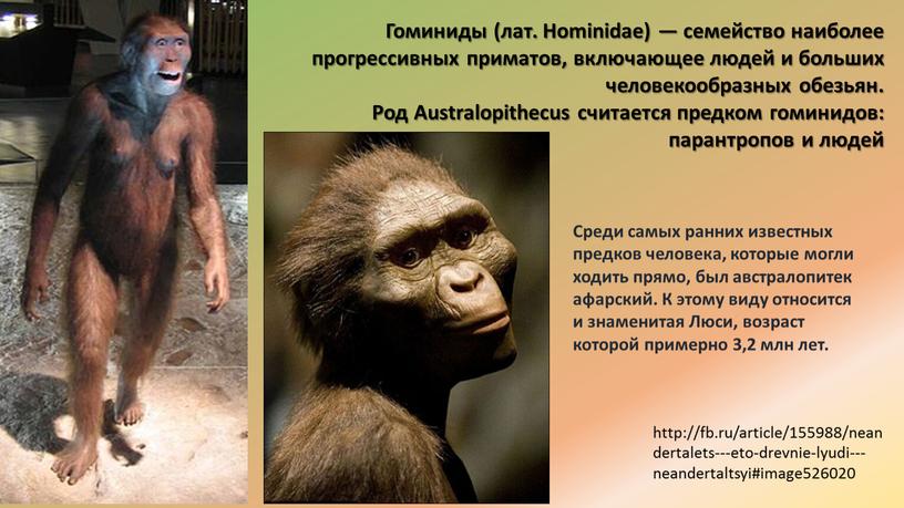 Гоминиды (лат. Hominidae) — семейство наиболее прогрессивных приматов, включающее людей и больших человекообразных обезьян