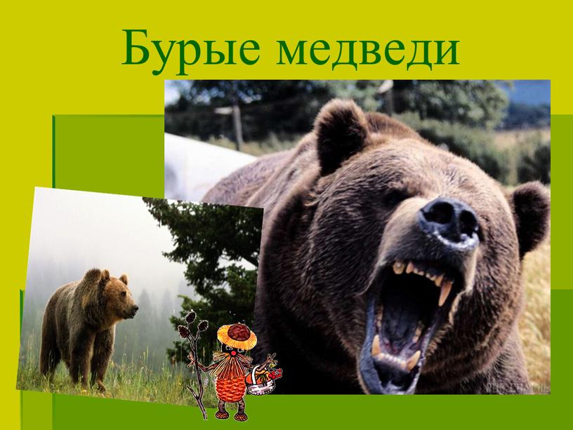 Бурые медведи