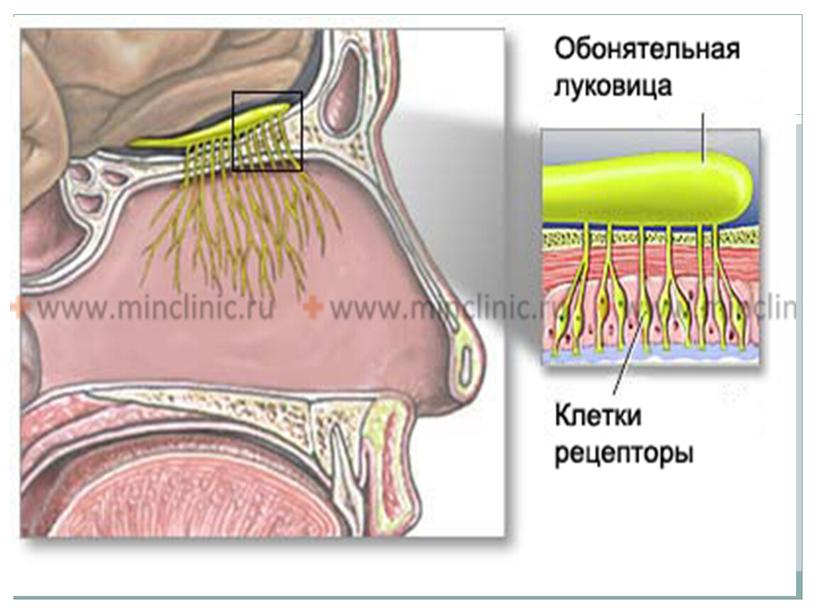 Презентация к уроку окружающего мира Слух. Береги слух. Обоняние. Вкус.