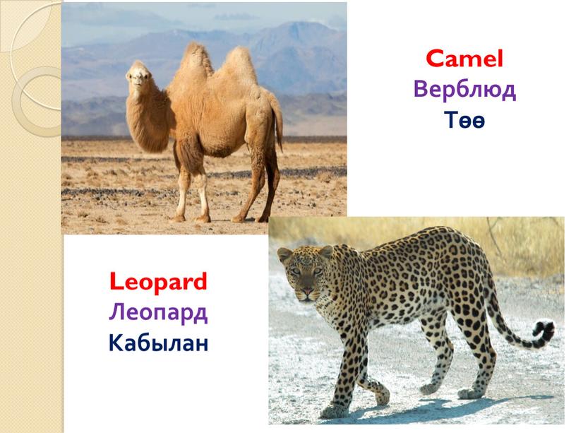 Camel Верблюд Төө Leopard Леопард