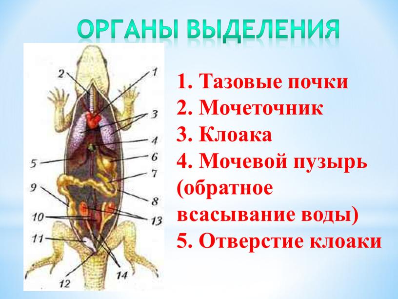 Органы выделения 1. Тазовые почки 2