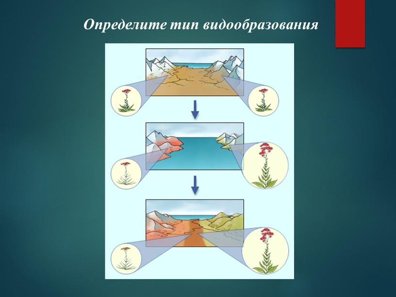 Определите тип видообразования