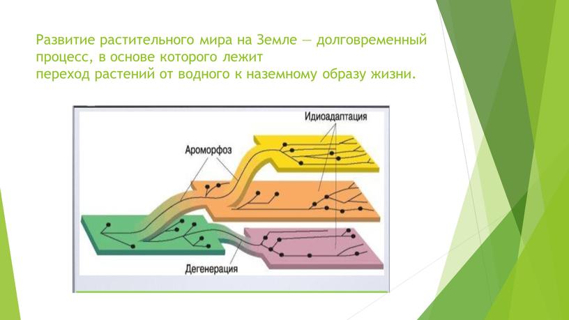 Развитие растительного мира на