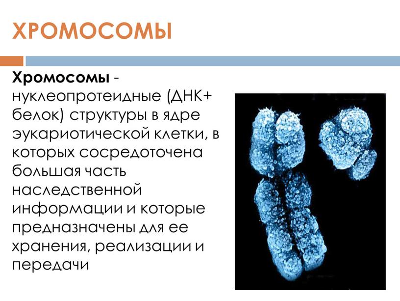 Хромосомы - нуклеопротеидные (ДНК+ белок) структуры в ядре эукариотической клетки, в которых сосредоточена большая часть наследственной информации и которые предназначены для ее хранения, реализации и…