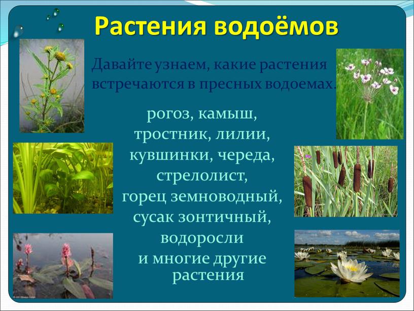 Растения водоёмов рогоз, камыш, тростник, лилии, кувшинки, череда, стрелолист, горец земноводный, сусак зонтичный, водоросли и многие другие растения