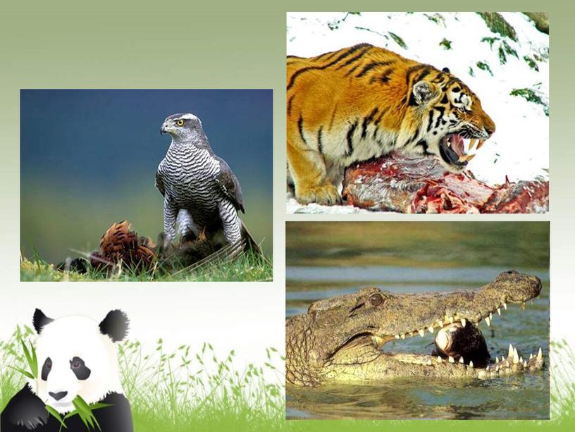 Презентация Особенности питания животных, биология, 6 класс