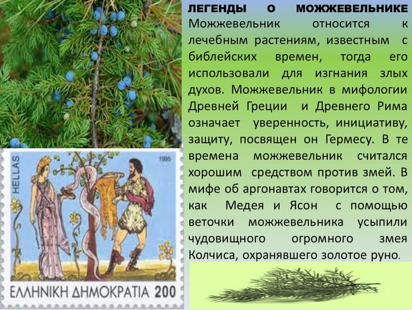 ЛЕГЕНДЫ О МОЖЖЕВЕЛЬНИКЕ Можжевельник относится к лечебным растениям, известным с библейских времен, тогда его использовали для изгнания злых духов