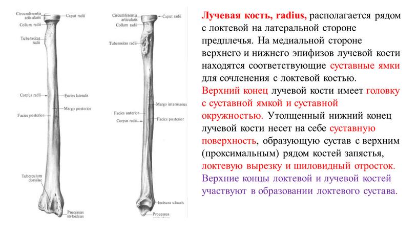 Лучевая кость, radius, располагается рядом с локтевой на латеральной стороне предплечья