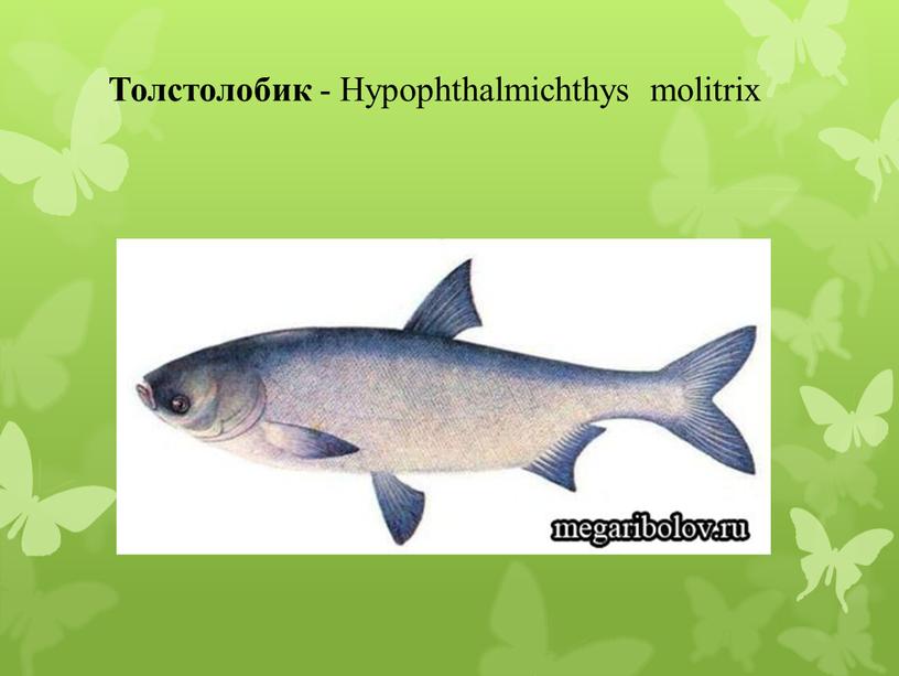 Толстолобик - Hypophthalmichthys molitrix