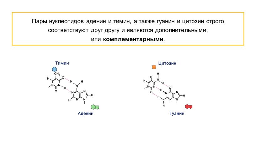 Пары нуклеотидов аденин и тимин, а также гуанин и цитозин строго соответствуют друг другу и являются дополнительными, или комплементарными