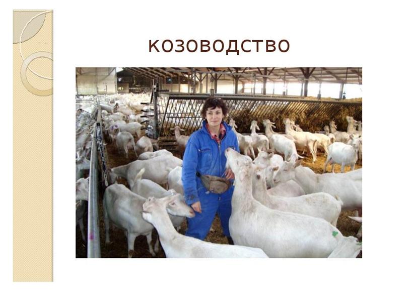 Презентация "Сельскохозяйственные животные и животноводство"