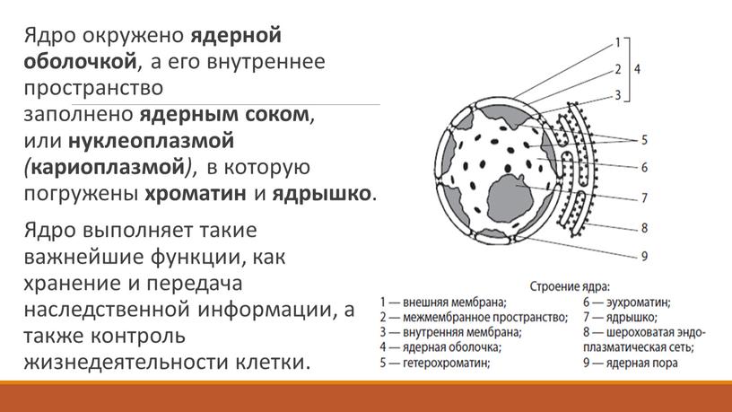 Ядро окружено ядерной оболочкой , а его внутреннее пространство заполнено ядерным соком , или нуклеоплазмой ( кариоплазмой ) , в которую погружены хроматин и ядрышко