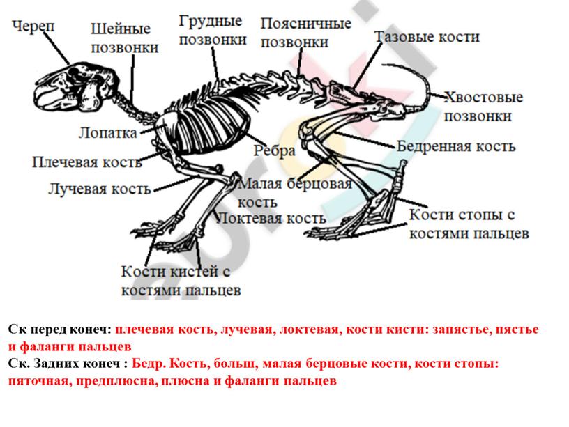 Ск перед конеч: плечевая кость, лучевая, локтевая, кости кисти: запястье, пястье и фаланги пальцев