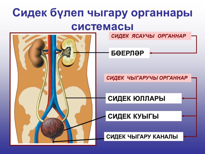 Сидек бүлеп чыгару органнары системасы