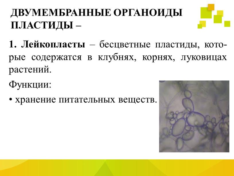 ДВУМЕМБРАННЫЕ ОРГАНОИДЫ ПЛАСТИДЫ – 1