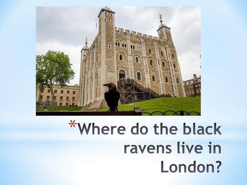 Where do the black ravens live in