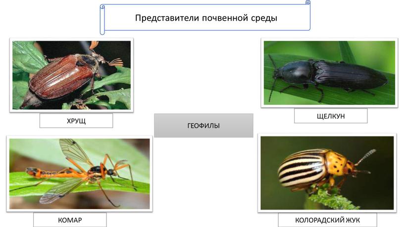 Представители почвенной среды ГЕОФИЛЫ