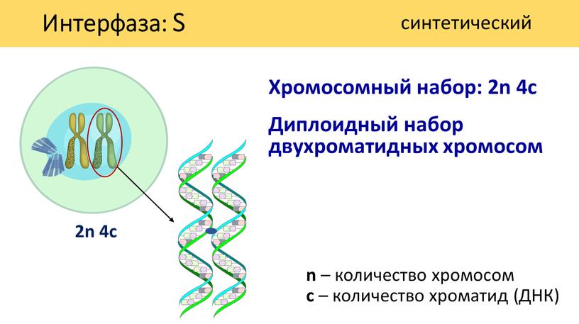 Хромосомный набор: 2n 4c n – количество хромосом c – количество хроматид (ДНК) 2n 4с