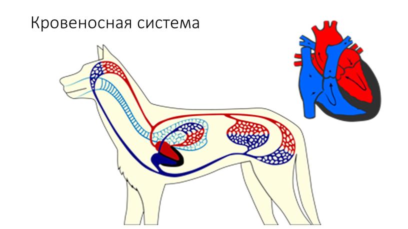 Кровеносная система