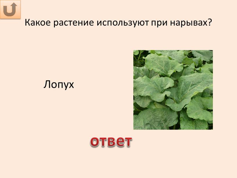 Какое растение используют при нарывах?