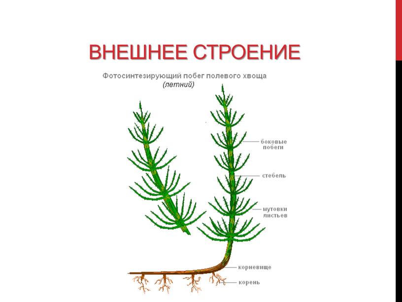 Презентация 6 класс хвощи плауны папоротники общая характеристика