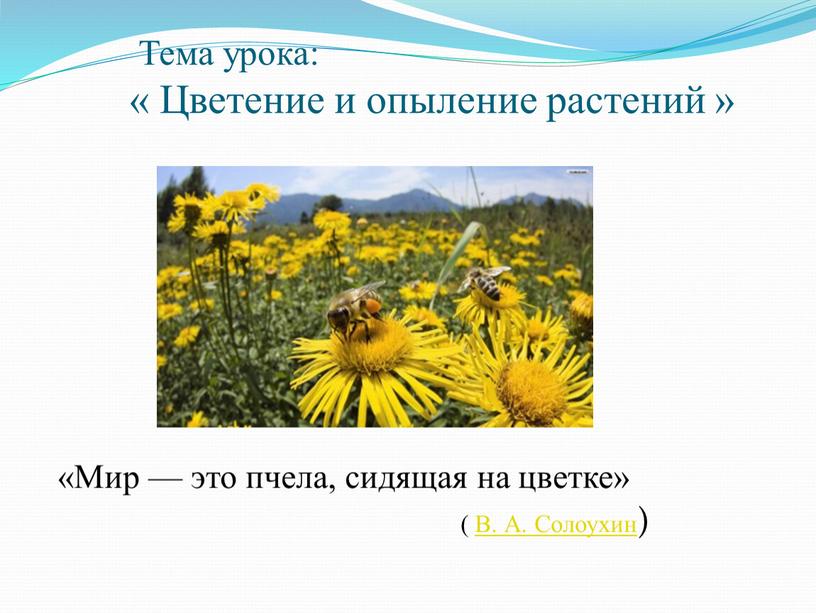 Тема урока: « Цветение и опыление растений » «Мир — это пчела, сидящая на цветке» (