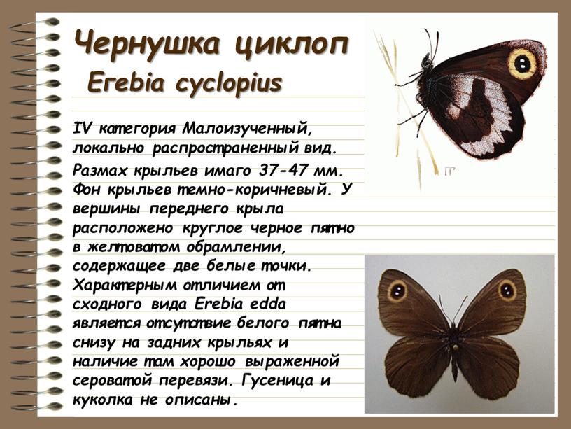 Чернушка циклоп Егеbiа cyclopius