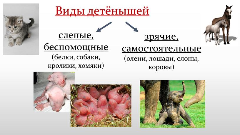 Виды детёнышей слепые, беспомощные (белки, собаки, кролики, хомяки) зрячие, самостоятельные (олени, лошади, слоны, коровы)