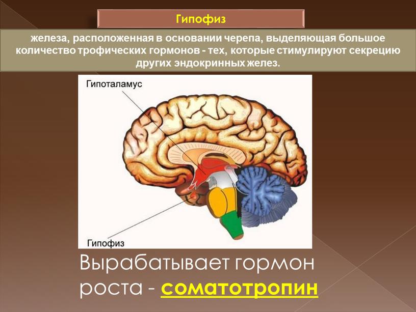 Гипофиз железа, расположенная в основании черепа, выделяющая большое количество трофических гормонов - тех, которые стимулируют секрецию других эндокринных желез