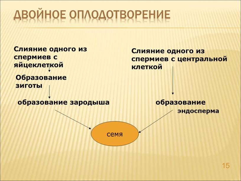 Двойное оплодотворение 15 Слияние одного из спермиев с яйцеклеткой