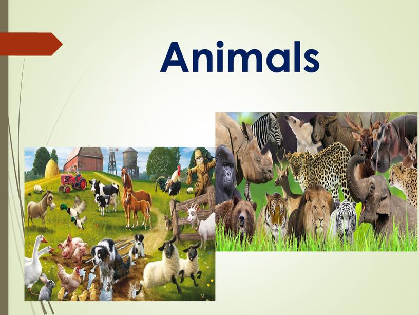 Animals