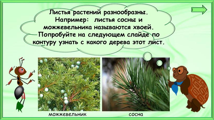 Листья растений разнообразны. Например: листья сосны и можжевельника называются хвоей