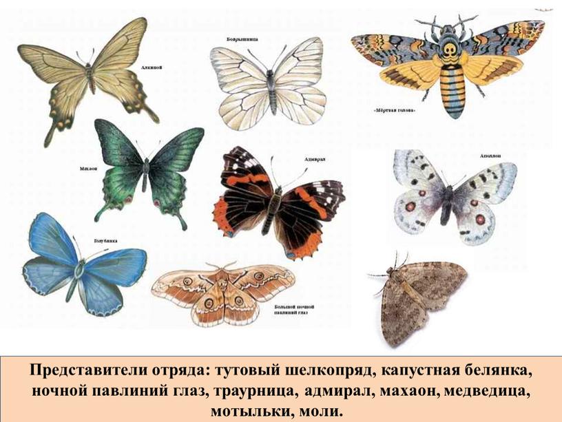 Представители отряда: тутовый шелкопряд, капустная белянка, ночной павлиний глаз, траурница, адмирал, махаон, медведица, мотыльки, моли