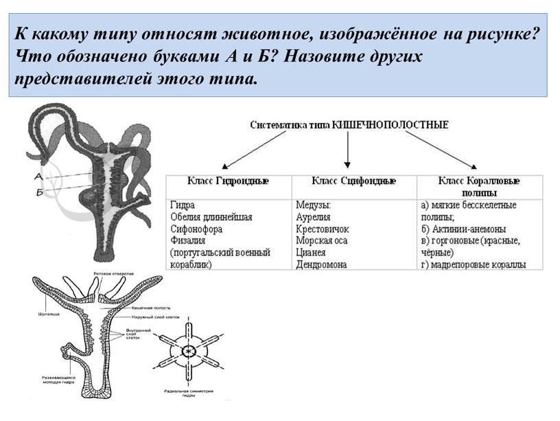 К какому типу относят животное, изображённое на рисунке?