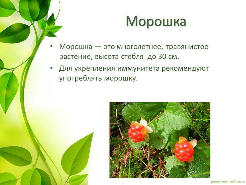 Морошка Морошка — это многолетнее, травянистое растение, высота стебля до 30 см