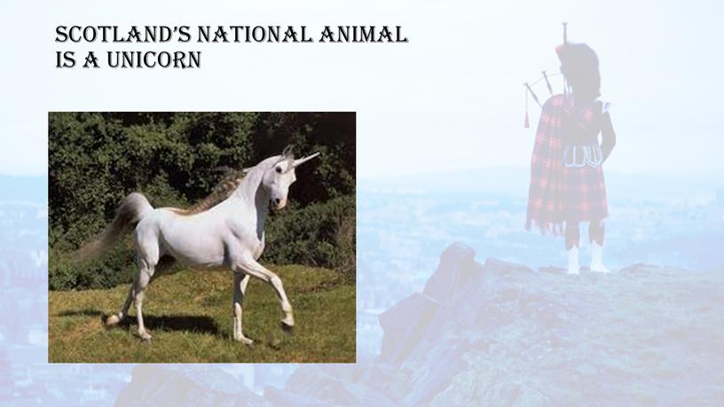 Scotland’s national animal is a unicorn