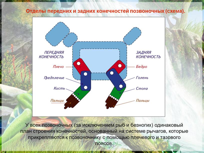 Отделы передних и задних конечностей позвоночных (схема)